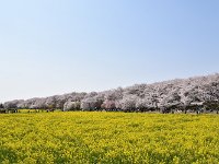 広大な菜の花畑に桜堤