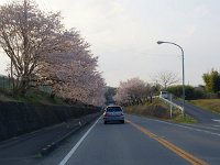 夕日に輝く桜のトンネルです