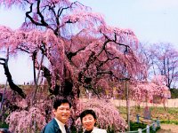 20年前のお二人さん・・・三春の滝桜