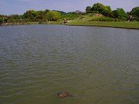 広い池を泳ぐ亀