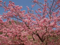 河津桜が満開です！