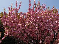 寺の桜も満開！